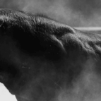 Trhy v októbri_Býk sa vrátil na Wall Street, no čo dlhopisy