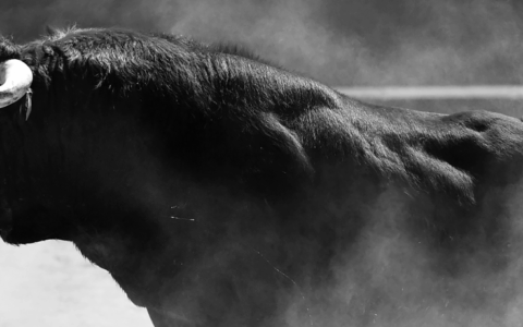 Trhy v októbri_Býk sa vrátil na Wall Street, no čo dlhopisy